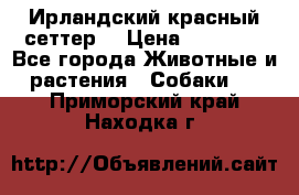 Ирландский красный сеттер. › Цена ­ 30 000 - Все города Животные и растения » Собаки   . Приморский край,Находка г.